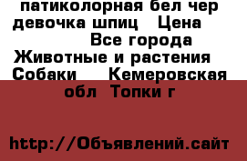 патиколорная бел/чер девочка шпиц › Цена ­ 15 000 - Все города Животные и растения » Собаки   . Кемеровская обл.,Топки г.